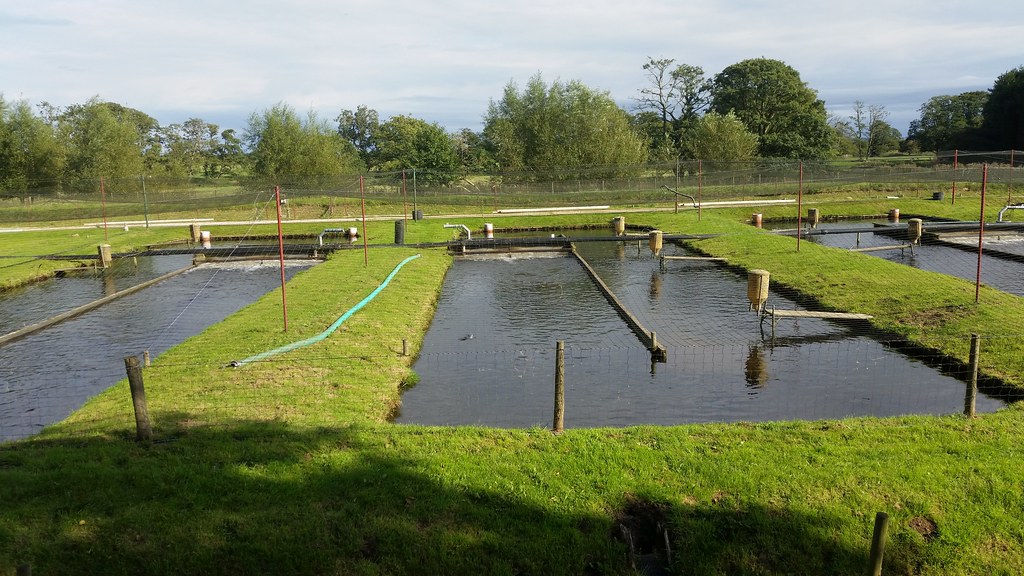 Budidaya Ikan di Rumah Menjadi Mudah