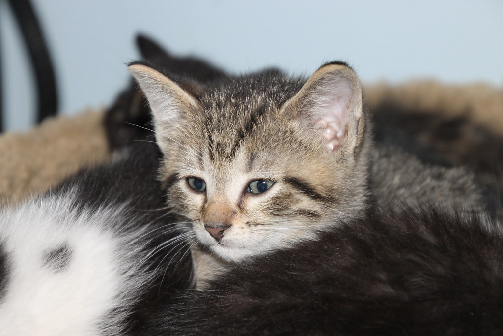 Kesadaran Stres Hewan Peliharaan