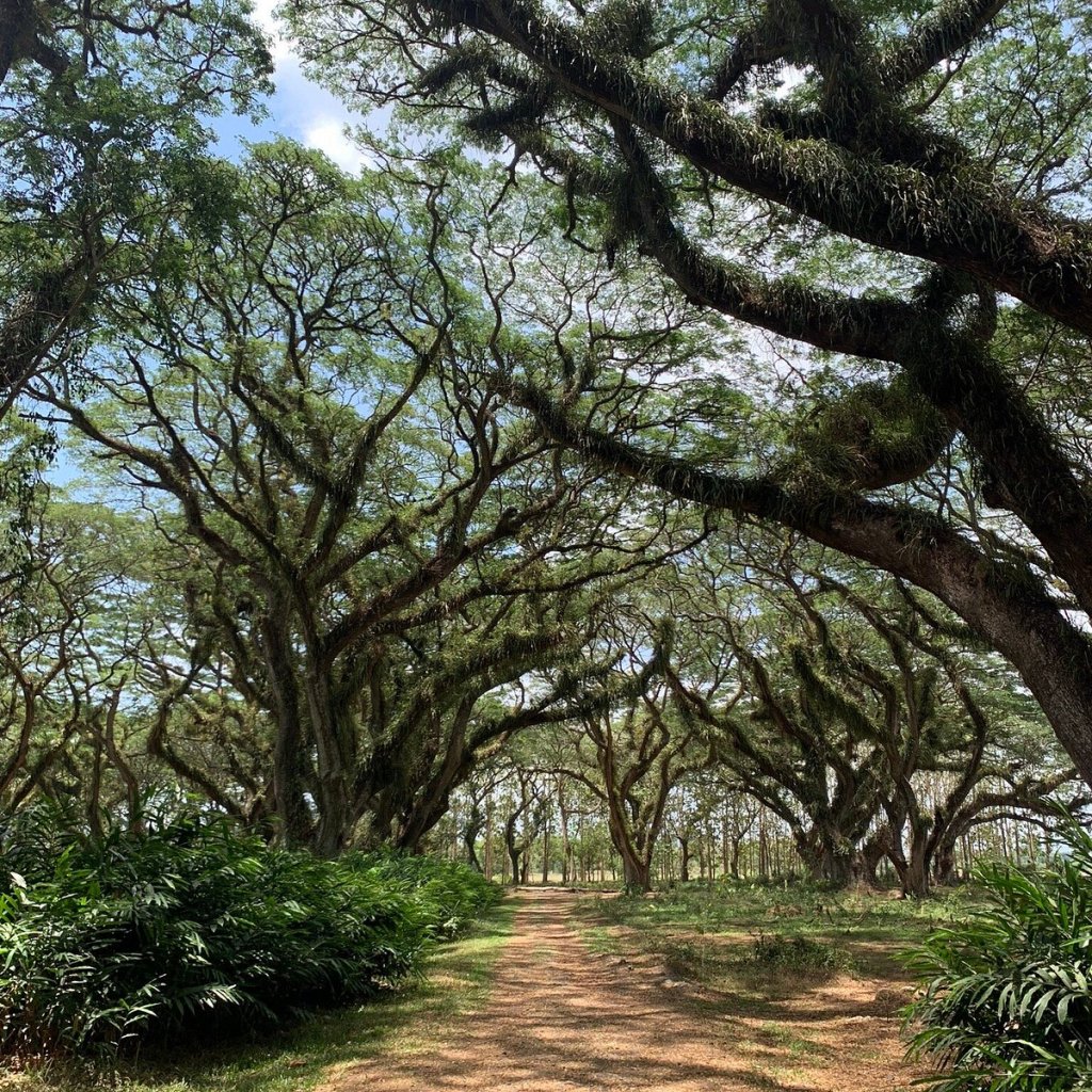 Paket Tour Banyuwangi dengan Itinerary Lengkap