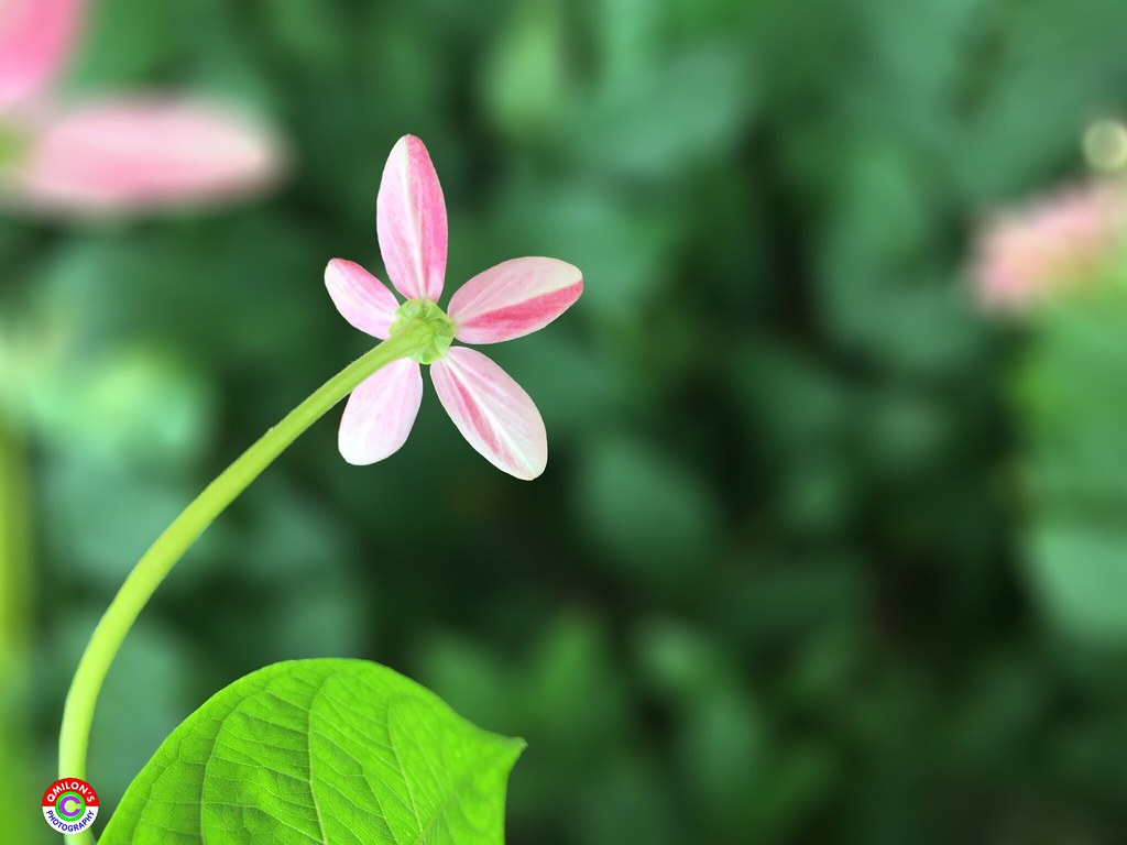 Florist Medan dengan Harga Bersaing