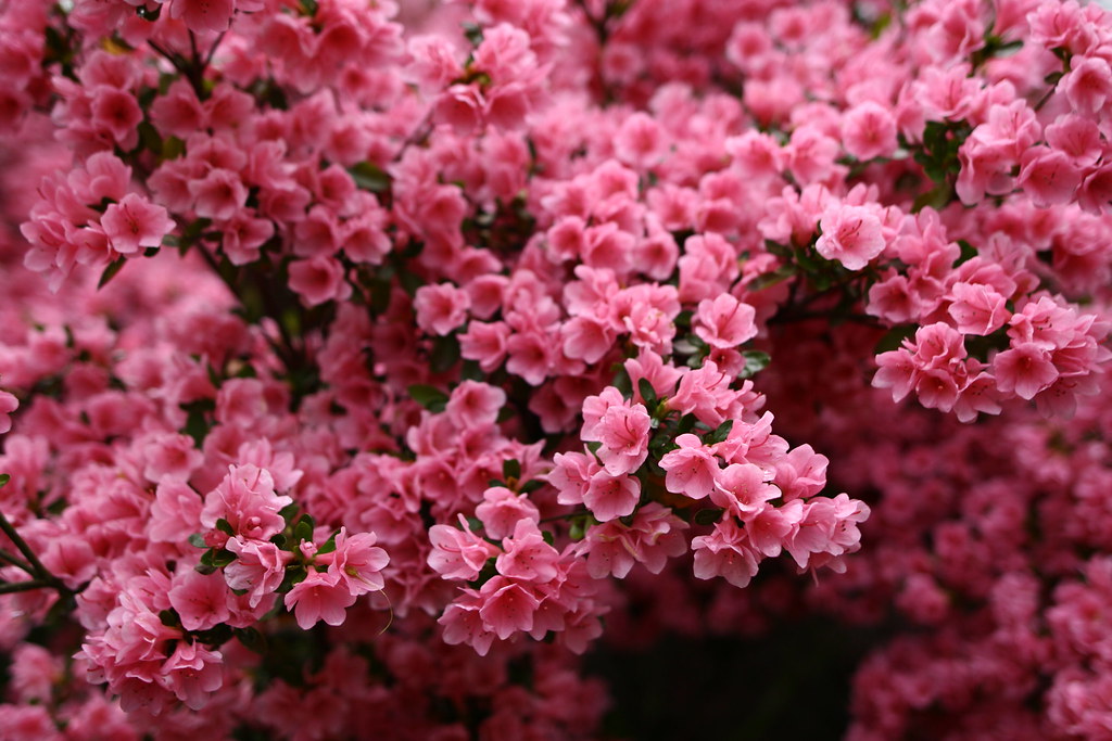 Citra Florist Malang, Banyak Pilihan Bunga